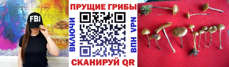 гидра ссылки  магазин продажи наркотиков  Прокопьевск  Псилоцибиновые грибы Psilocybine cubensis 